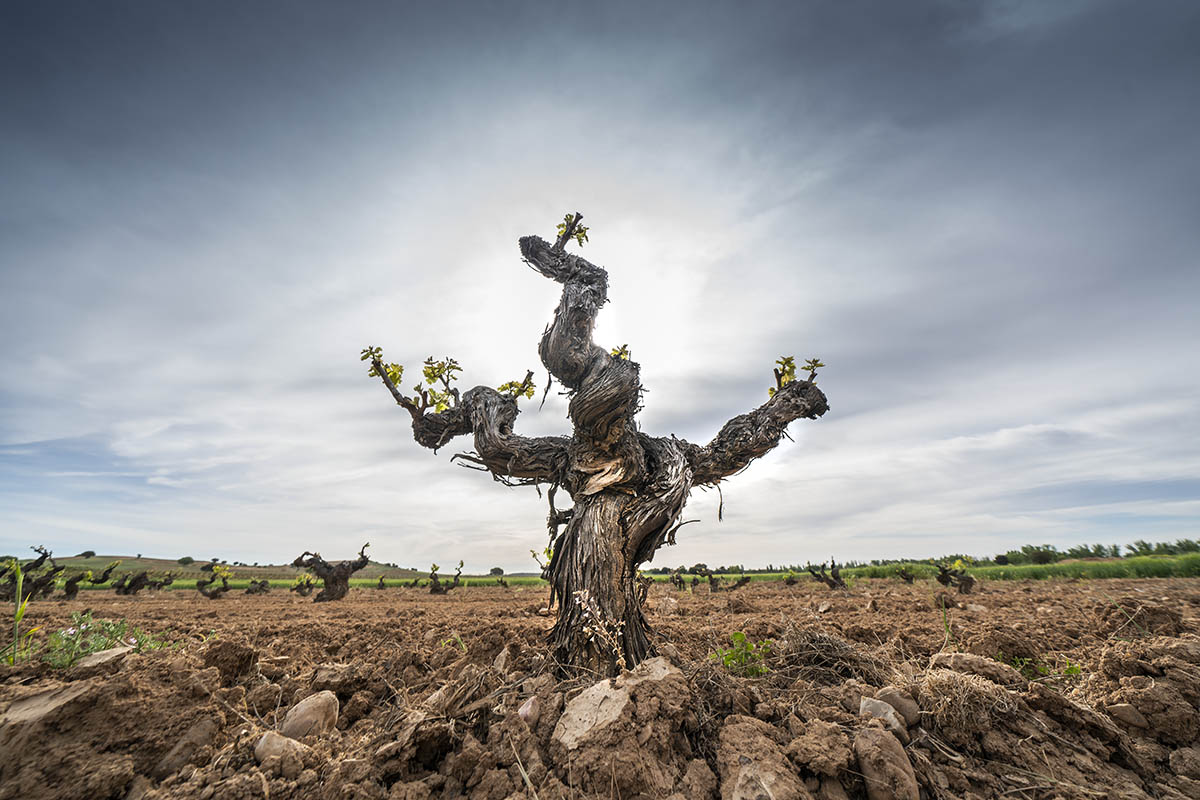 paco_santamaria's tweet photo. #riberadelduero #wine #winelover #ceresbodegas #photowine https://t.co/86ZckEIA3f