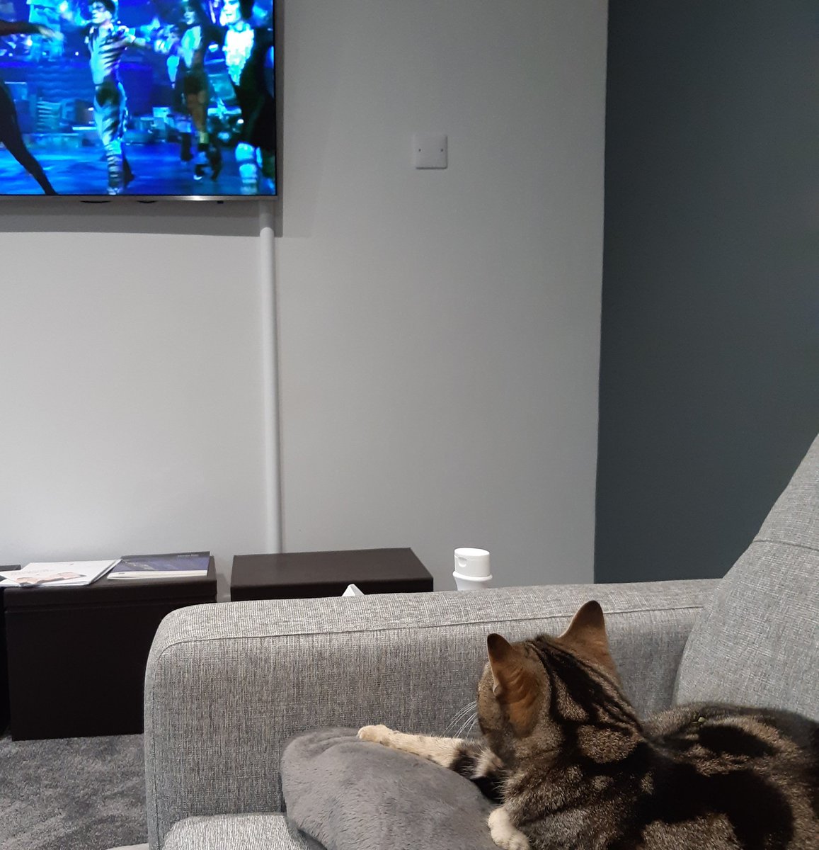AliJurowski's tweet photo. 2 minutes into Cats and just before the actual cat left the room in disgust https://t.co/wm5ZyKlzGm