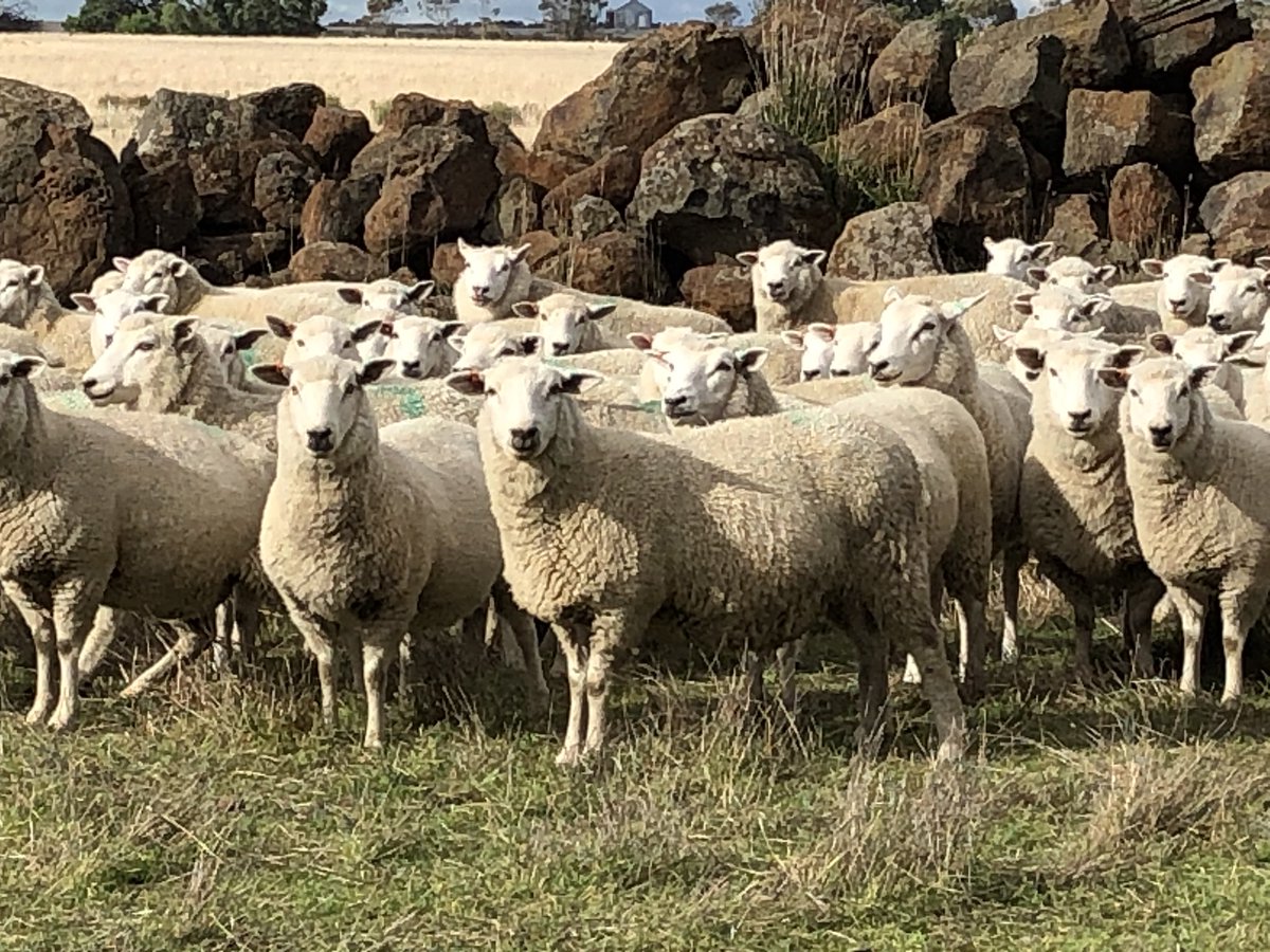 Highlander Ewes in amongst the stones, have u ever wanted ask about our sheep? we are available all weekend 👍 post a question or DM 🐑 #highlander #primera #highlanderplus #maternalefficiency #asbvs #probreed
<a href="/murnongfarming/">Martin Clark</a> <a href="/neXtgenAgri/">neXtgen Agri Ltd</a>