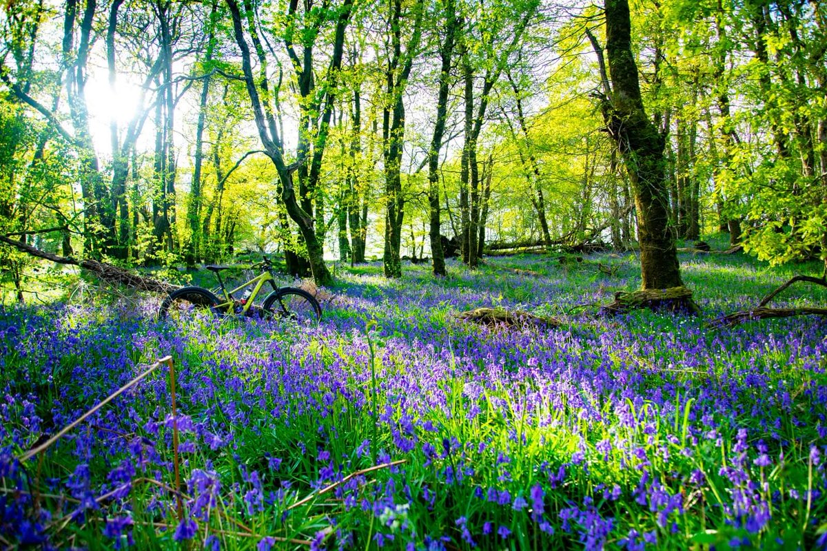 Go for a wander in the woods, you won't be disappointed... My wander was on my <a href="/santacruzbikes/">Santa Cruz Bicycles</a> Tallboy. Mint.

<a href="/lomondtrossachs/">Loch Lomond & The Trossachs</a>