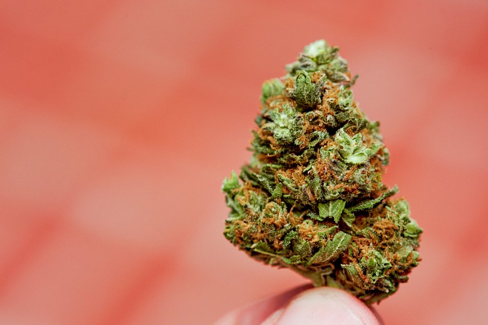 HelloMD_com's tweet photo. Are you a strain wiz? Prove it and win $100! Tune into #dailybonfire at 4:20 p.m. PST to play the Strain Game: https://t.co/MBTYCBjOdv https://t.co/zsh0bPDxcL