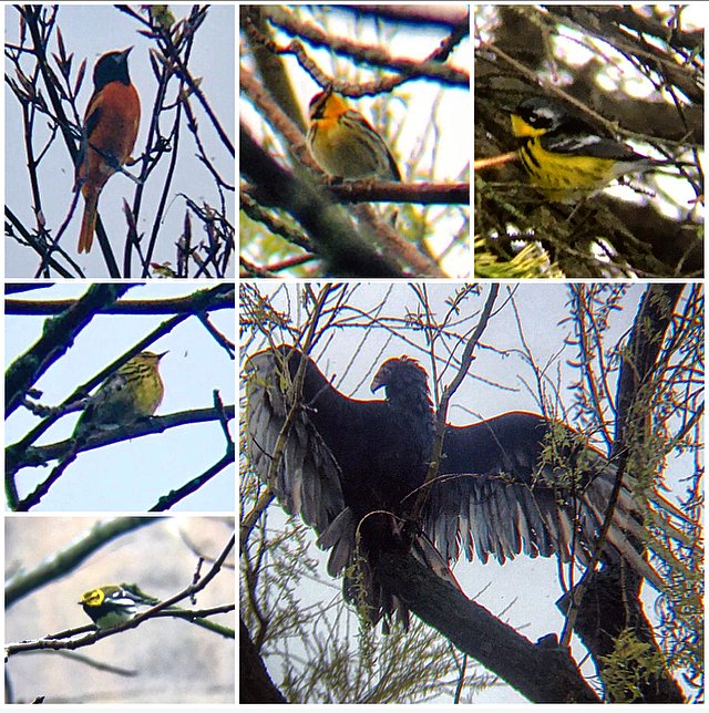 Ontario Place bird notes #27 | Your favourite thread about my local sightings is back & it's full of warblers! Magnolia, Blackburnian, Cape May, Northern Parula, Yellow, Black-throated Blue & Green, Nashville, Ovenbird, Yellow-rumped, Northern Waterthrush. Plus a Turkey Vulture.