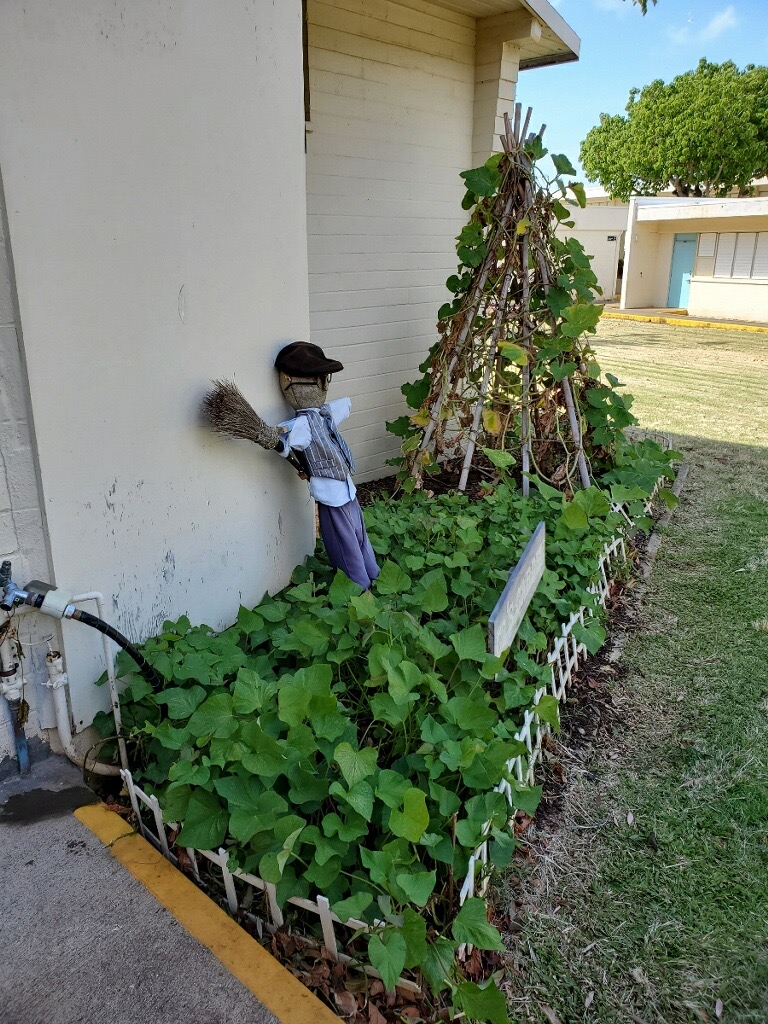 Kalei69's tweet photo. @TharayaSrivong3 Thank you for harvesting our sweet potatoes.  Wish our @HesKinders  could've been there to help with the harvest.  #greenthumb #IBHawksFly #EssentialEducatorHI #EssentialEducator https://t.co/FBYmmykUJs