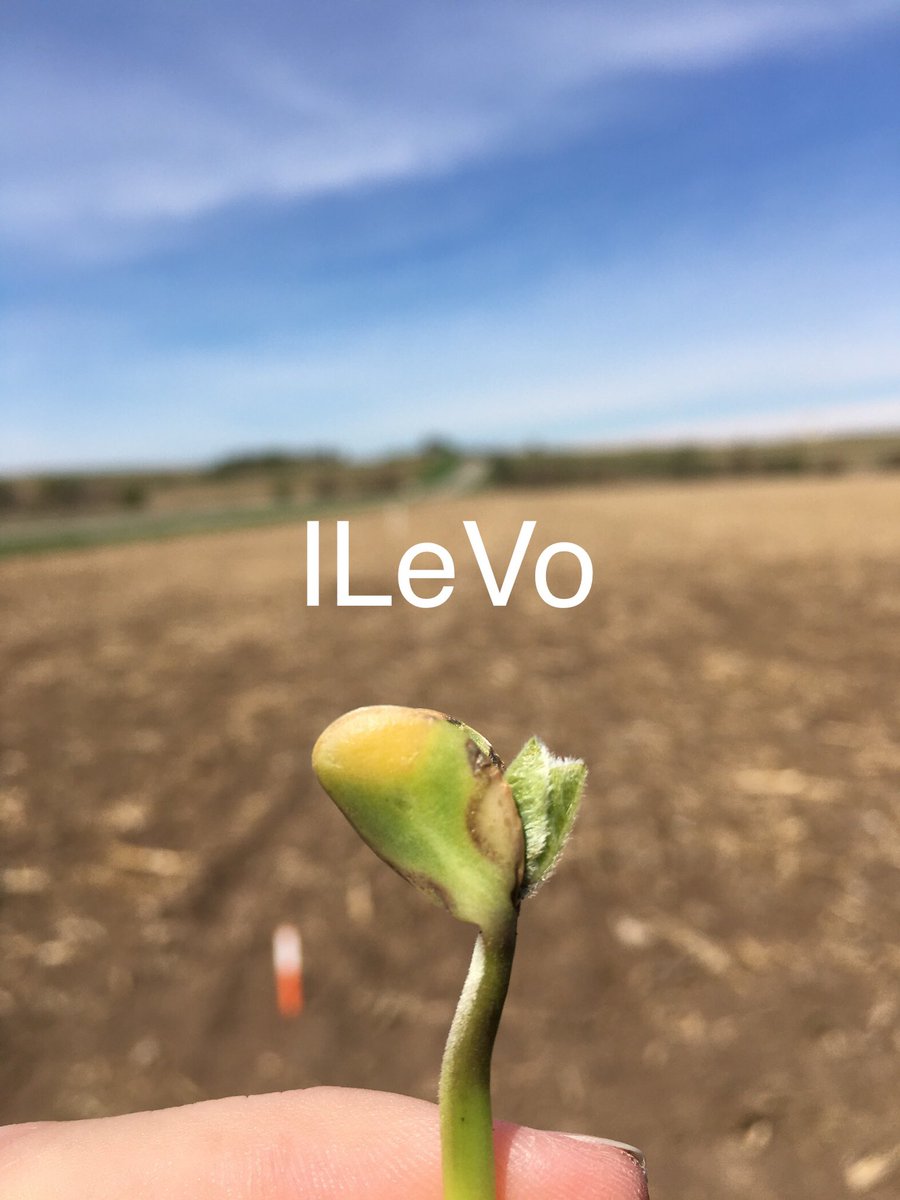 Found a good comparison in the field today of NK soybeans treated with Saltro vs. ILeVo and early stages of halo effect. Thank you <a href="/CJorgensen12/">Christian Jorgensen</a> from Farm Service Cooperative for participating in our 2020 NK x Saltro trials! #NKWay #Saltro <a href="/NKSeeds/">NK Seeds</a> @NK_W_Cornbelt <a href="/SyngentaUS/">Syngenta US</a>