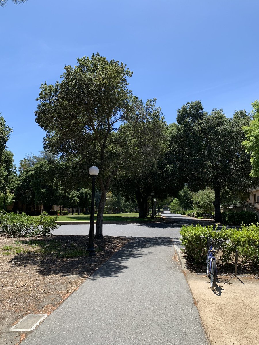 hatefmnj's tweet photo. Stanford, glorious as always but now empty of people! Trees 🌲 still standing firm despite the global pandemic. #fearthetree https://t.co/3s5Lm70PYl