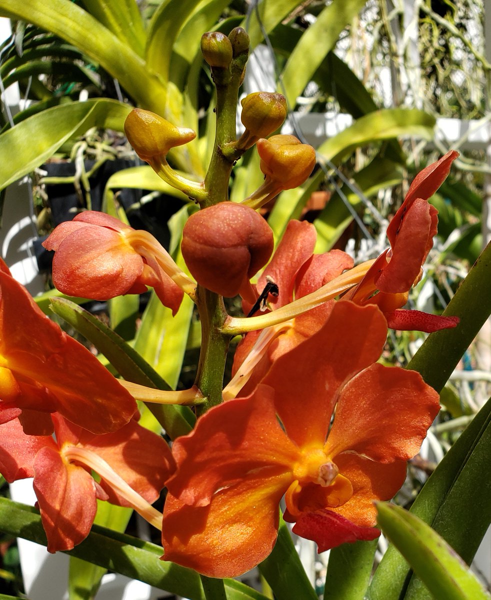 ConnieYurkus's tweet image. The way I have the terete Vanda section set up, I have to be a contortionist to get pictures. They keep attaching to their shelves making it impossible to move them around. I&apos;m getting my #OrchidExerciseProgram going again. #orchids #vanda #flowers
