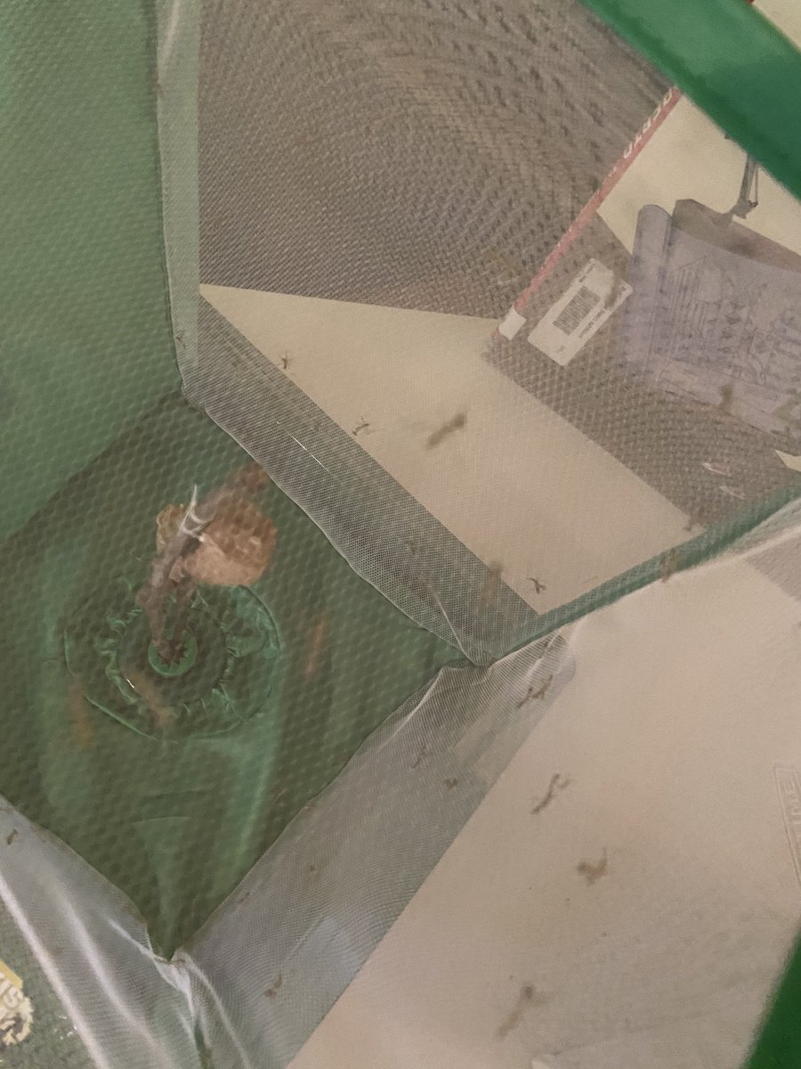 teach_kb's tweet image. One of our egg cases hatched! KB has many praying mantis nymphs. #VirtualFCS #insectunit #ITeachK