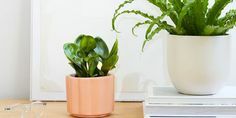 Enliven your home or office space with these tolerant houseplants.   #lowlightplants #lowlightplantsindoor #lowlightplantsoutdoor #lowlightplantsindoordark #lowlightplantsbathroom