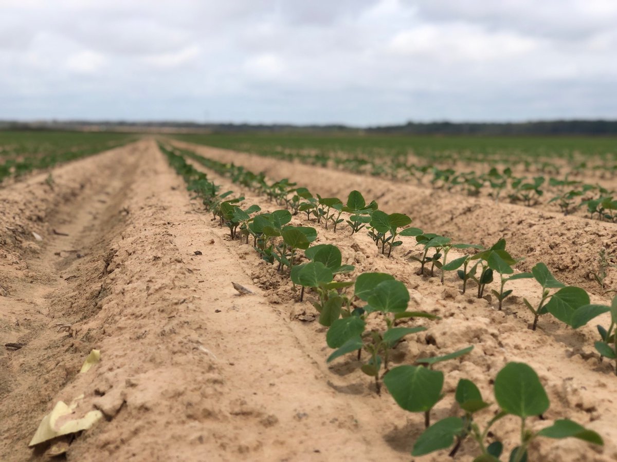 ErikKellim's tweet photo. Miles Farms in Arkansas with ⁦@XtremeAgFarming⁩ is off to a strong start with these twin row ⁦@PioneerSeeds⁩ 48A60’s with a custom blend of #Polyon Controlled Release Fertilizer from ⁦@HarrellsLLC⁩ ⁦@BBlessitt⁩ #Arkansassoybeans #Recordbreaker 📸Matt Miles https://t.co/Ok1EvK0HpX