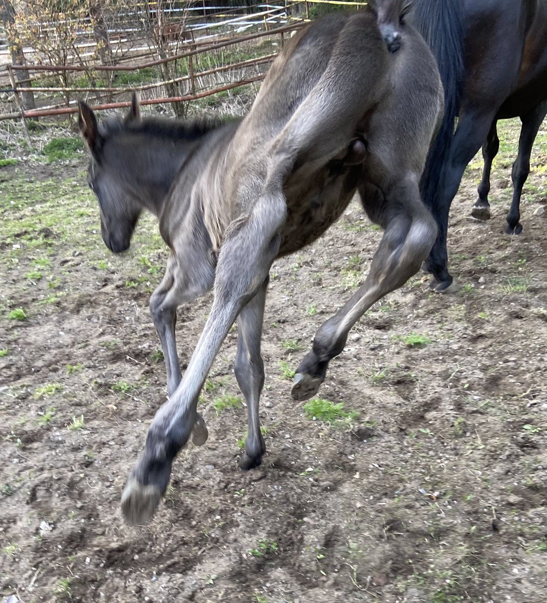 Tässä vastustajille esimakua, näitä takakavioita katselette parin vuoden päästä raviradoilla #ori #varsa #madrero #maharajah #ladyredcap #ravit #tiedoksivaan