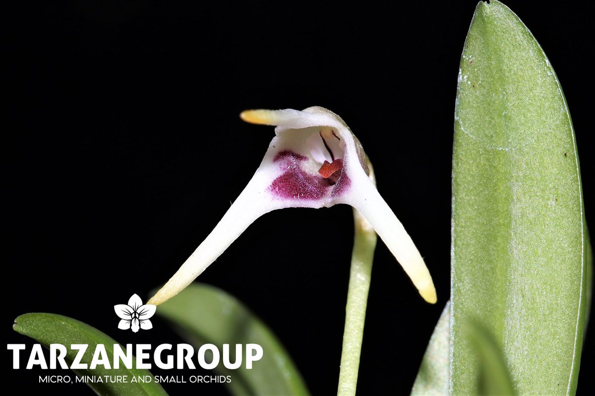 tarzanegroup's tweet photo. #MASDEVALLIA WENDLANDIANA
Now Available
Get it with Fedex Shipping
https://t.co/rS9PZKWAp7
#orchids #orchid #miniatureorchid #miniatureorchids #flower #flowers #tarzanegroup #orchidlover #miniature #miniatures #plant #plants #orchidlove #plantlover #orquídeas #MASDEVALLIAS https://t.co/9QsmsGify9