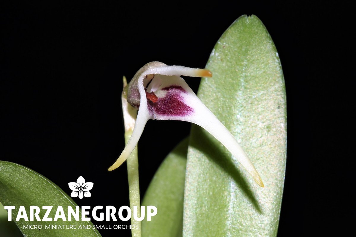 tarzanegroup's tweet photo. #MASDEVALLIA WENDLANDIANA
Now Available
Get it with Fedex Shipping
https://t.co/rS9PZKWAp7
#orchids #orchid #miniatureorchid #miniatureorchids #flower #flowers #tarzanegroup #orchidlover #miniature #miniatures #plant #plants #orchidlove #plantlover #orquídeas #MASDEVALLIAS https://t.co/9QsmsGify9