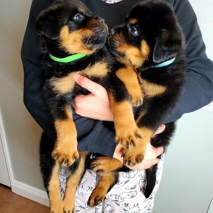 JoyRottweiler's tweet photo. Adorable Rottweiler puppies
Sweet bloodlines and temperament.
inbox me for details
Shipping and delivery available
Akc registered
8 weeks old
Vet records/ papers
Vaccins up to date

#rottweilersofinstagram #rottweilerpuppy #pets #puppylove #rottie #dogsofinstagram #rottweilerfans https://t.co/bV0COSFQSv