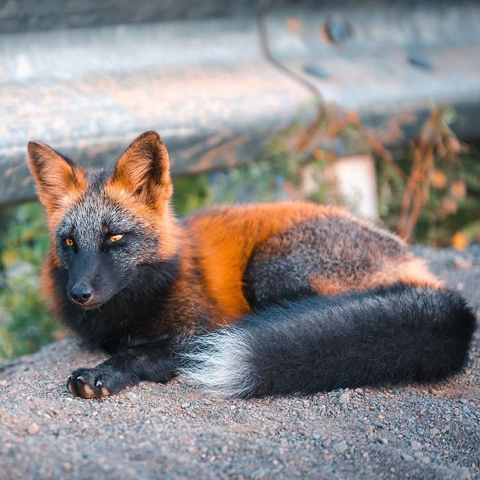 JWeber988's tweet photo. First time I saw this animal. 

Cross foxes are relatively common in the northern areas of North America, and comprise up to 30% of Canada's red fox population. https://t.co/K3Uw58Ceta