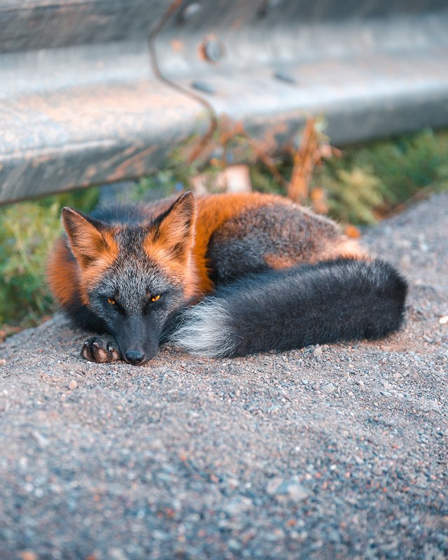 First time I saw this animal. 

Cross foxes are relatively common in the northern areas of North America, and comprise up to 30% of Canada's red fox population.