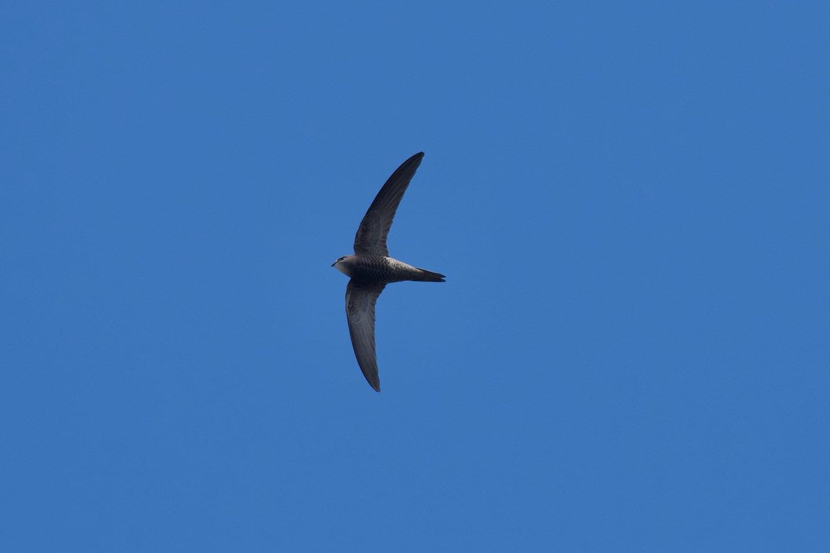 Med_Migration's tweet photo. Craaaaaaazy swifts day! Little swift, white-rumped swift (unfortunately no photo), pallid swift, alpine swift and common swift. All the counts on @trektellen https://t.co/oOLn8YgI57 #vismig #birdmigration https://t.co/UDrJmPJP83