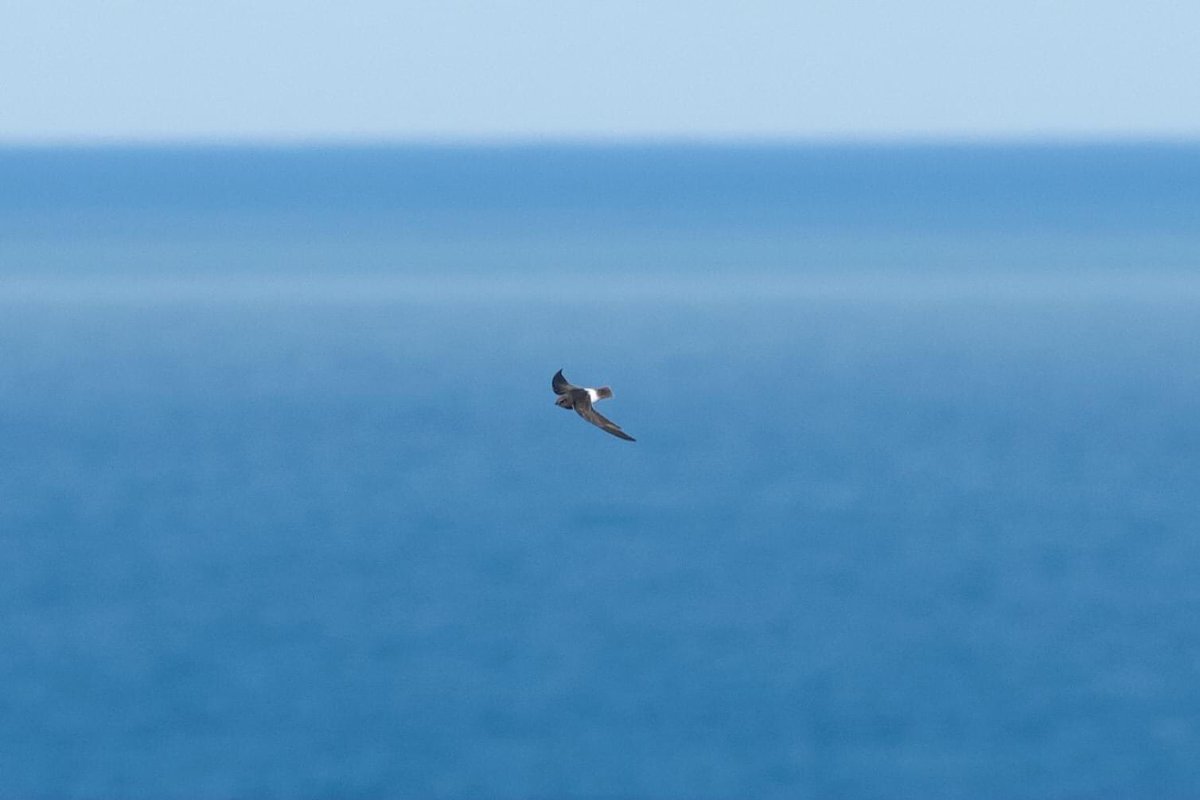 Med_Migration's tweet photo. Craaaaaaazy swifts day! Little swift, white-rumped swift (unfortunately no photo), pallid swift, alpine swift and common swift. All the counts on @trektellen https://t.co/oOLn8YgI57 #vismig #birdmigration https://t.co/UDrJmPJP83