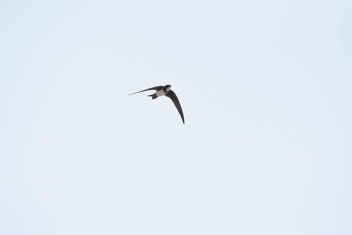 Med_Migration's tweet photo. Craaaaaaazy swifts day! Little swift, white-rumped swift (unfortunately no photo), pallid swift, alpine swift and common swift. All the counts on @trektellen https://t.co/oOLn8YgI57 #vismig #birdmigration https://t.co/UDrJmPJP83