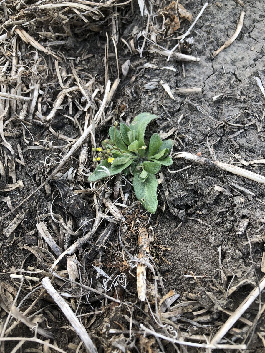 BryceGeisel's tweet image. Found these two just a few feet apart. I don’t know why, but I do enjoy finding them in the spring. #Scout2020