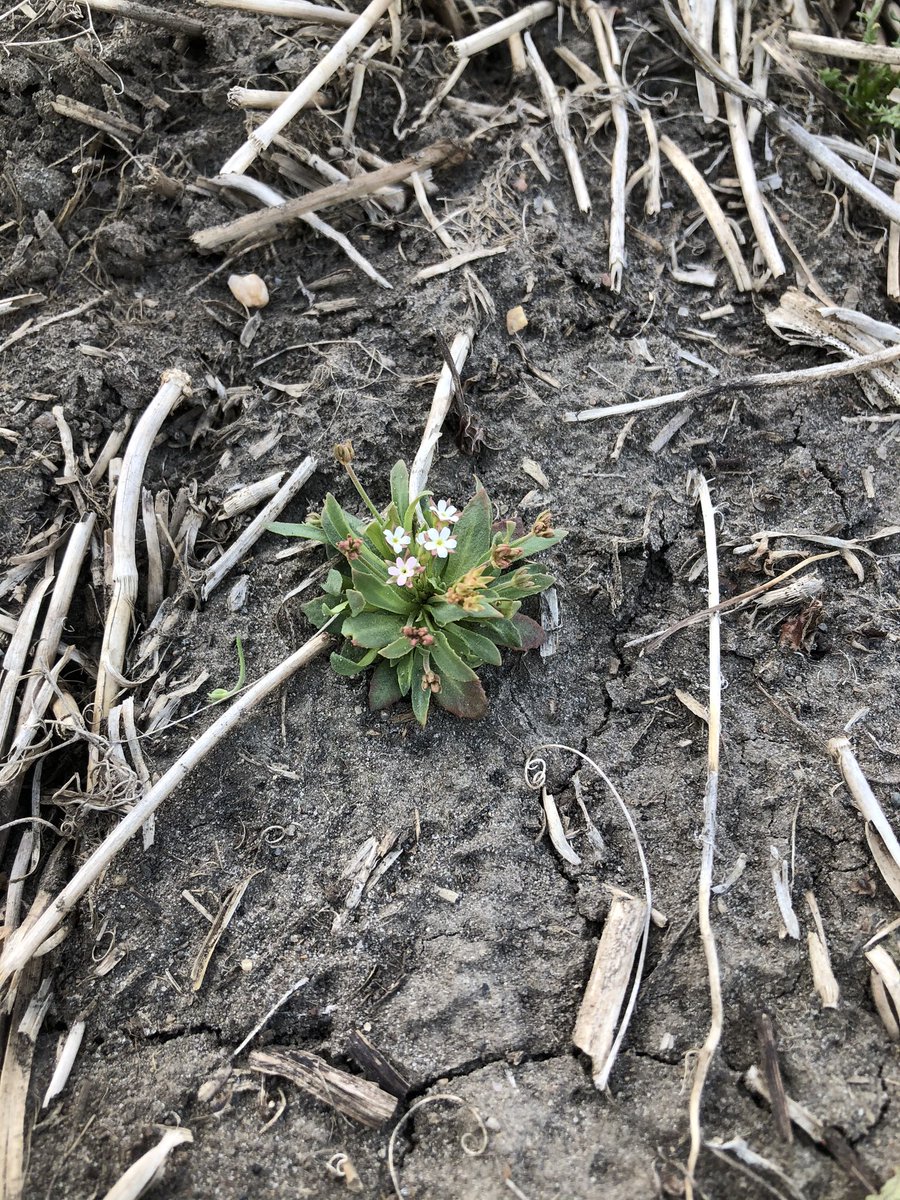 Found these two just a few feet apart. I don’t know why, but I do enjoy finding them in the spring. #Scout2020