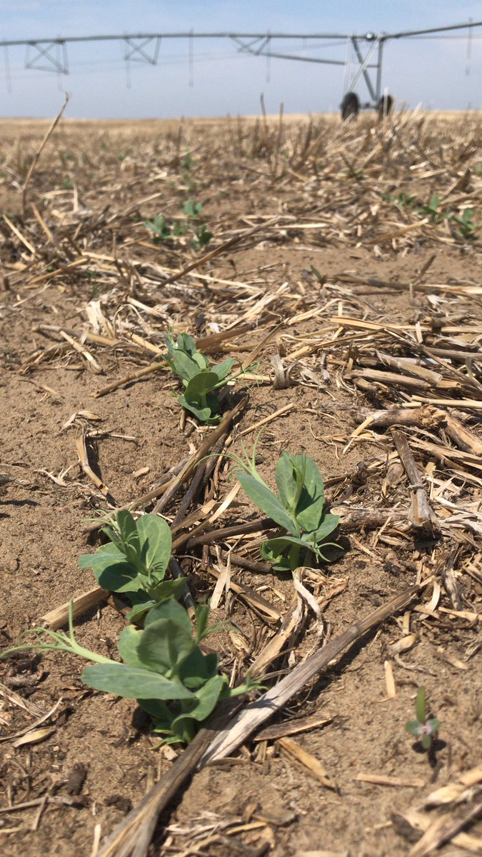 You rush to seed, then you think you can rest and then your agronomist tells you, you better get some herbicides the crops ready!  Small window to spray for peas/lentils when the sun comes.  #sabpulse #peas #spraytime #geterdone