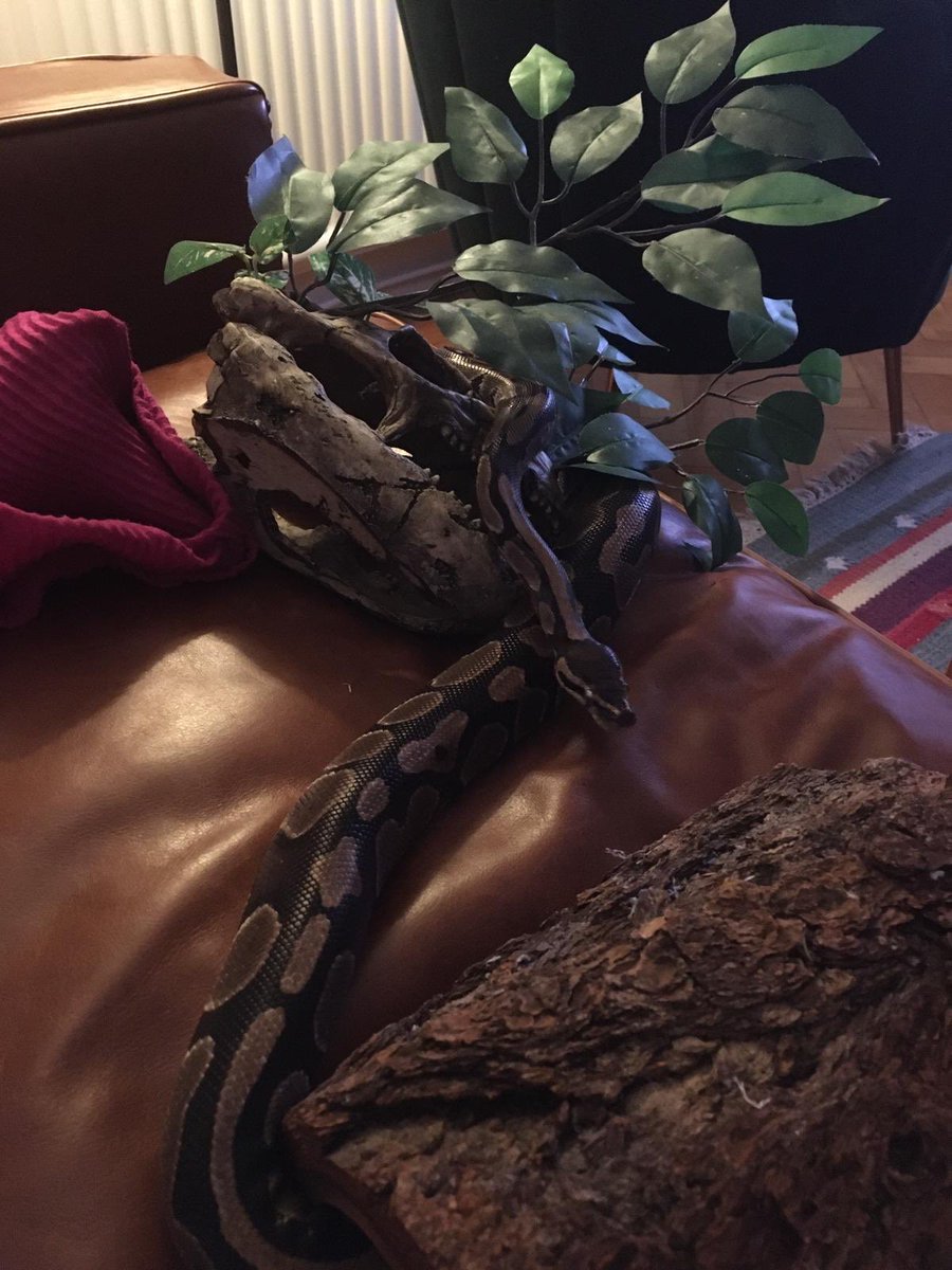 King’s Biology tweet media