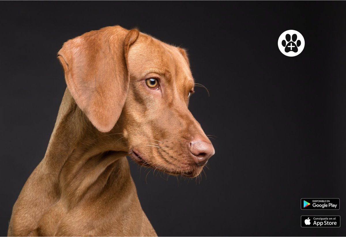 UVI24MX's tweet photo. ¿Se extravió tu mascota y necesitas ayuda? 😟🐶🐱

Descarga #Gratis la APP UVI24 y comparte la información de tu mascota con imágenes, datos, posición geográfica donde se vio por última vez. Le enviamos una alerta de desaparecido a los usuarios que se encuentren 5Km a la redonda https://t.co/xbIRz5uo3b