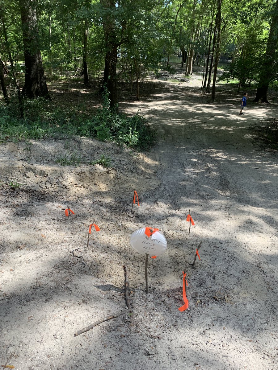 barbiedoll_eyw's tweet image. #turtlenest #missionaccomplished #savetheturtles