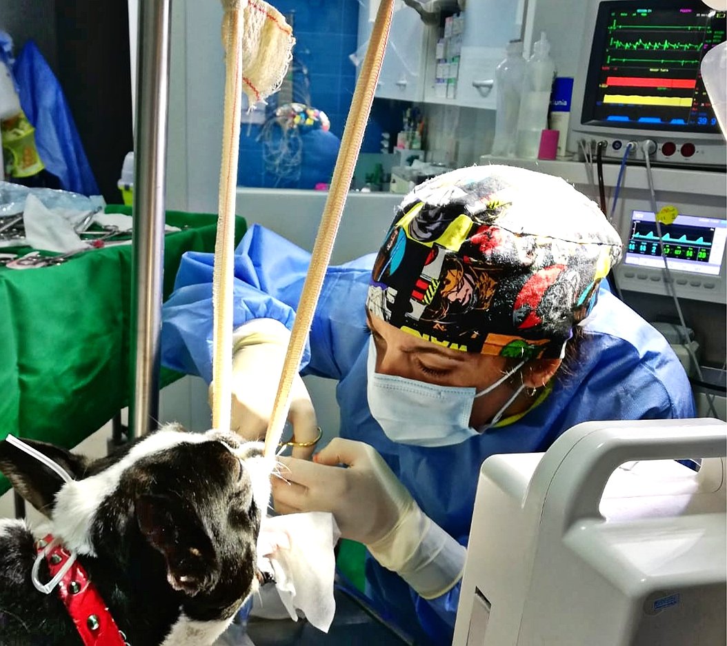 BOYCAN Veterinarios tweet media