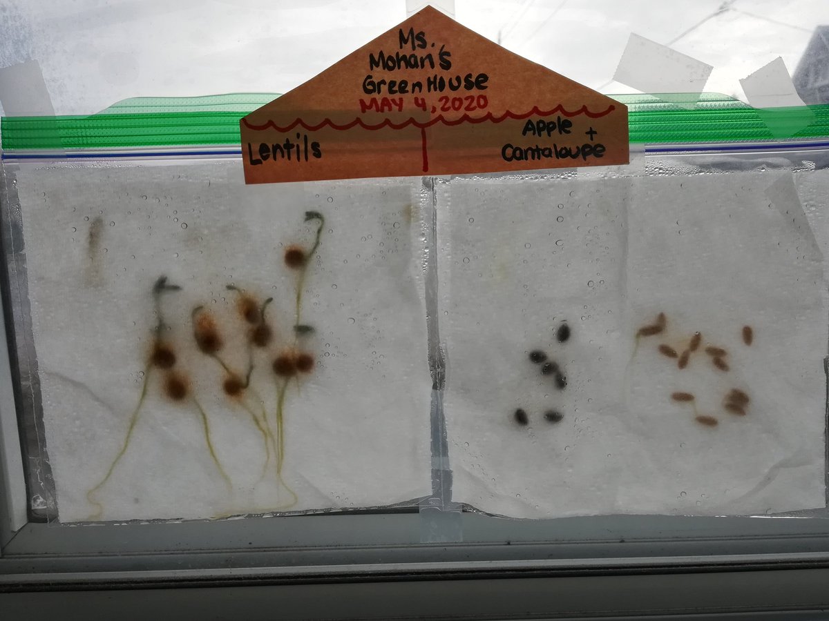 MsMohanKindy's tweet photo. While caring for ourself it's important to care for others, something I've been talking about with my class. So why not start by caring for beans or green onions and watching them grow. These plants are bringing me daily excitement. @dorsetparkps @tdsb @EarlyYearsTDSB https://t.co/b40ahdBmja