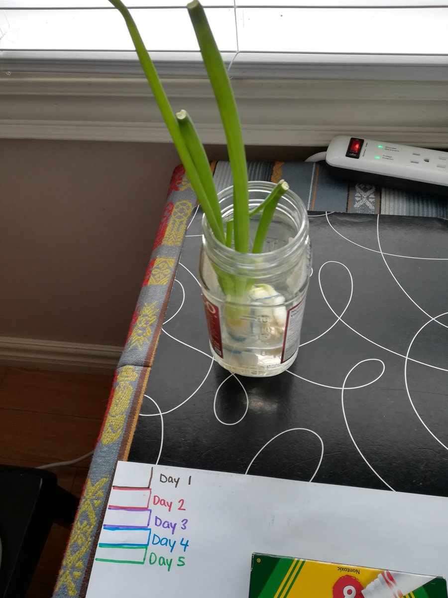MsMohanKindy's tweet photo. While caring for ourself it's important to care for others, something I've been talking about with my class. So why not start by caring for beans or green onions and watching them grow. These plants are bringing me daily excitement. @dorsetparkps @tdsb @EarlyYearsTDSB https://t.co/b40ahdBmja