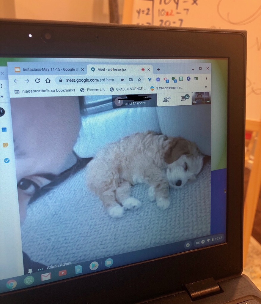 A special thank you to Ms. Agnino for joining our Grade 5 students on Google Meet today! As our school chaplain she shared ways that we can use prayer when we feel overwhelmed. 🙏🏻 We also got to meet her new puppy Chandler! 🐶 <a href="/niagaracatholic/">Niagara Catholic DSB</a>