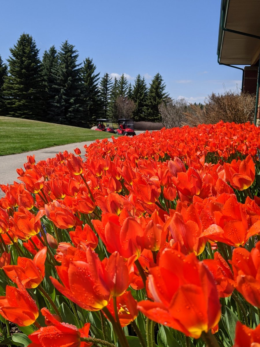 Liberation Tulips looking great <a href="/PClubMaint/">P Club Turf Care</a>.  Portion of the proceeds from these tulips go to the <a href="/RoyalCdnLegion/">The Royal Canadian Legion</a> commemorating 75th anniversary of the liberation of the Netherlands.  Bad Ass Tulips