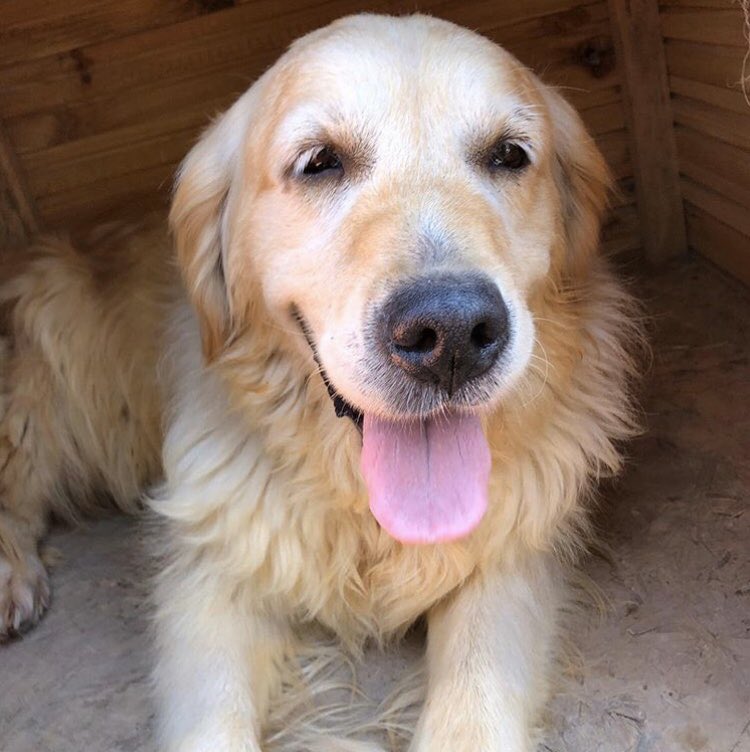 Okulumuzun neşesi Gofret’i bugün kaybettik. ❤️