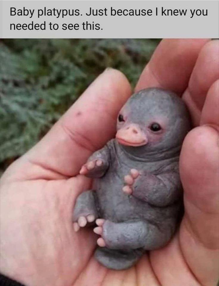 Katie Dailydidact Real Baby Platypuses Look Like This T Co Ckgnmhmvya