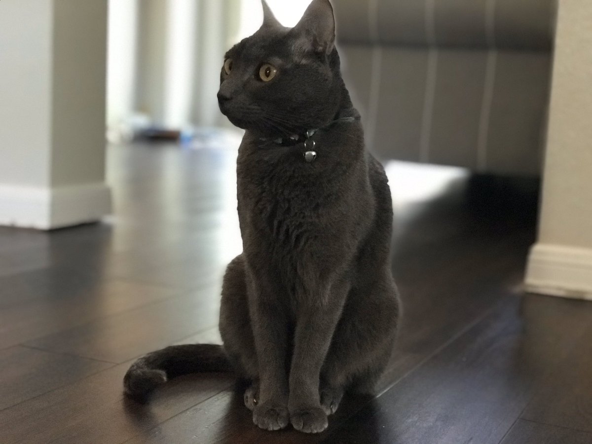 enjoicat's tweet photo. chain so heavy i feel like im holding up a mountain  #cat https://t.co/ouqUAEKNMy