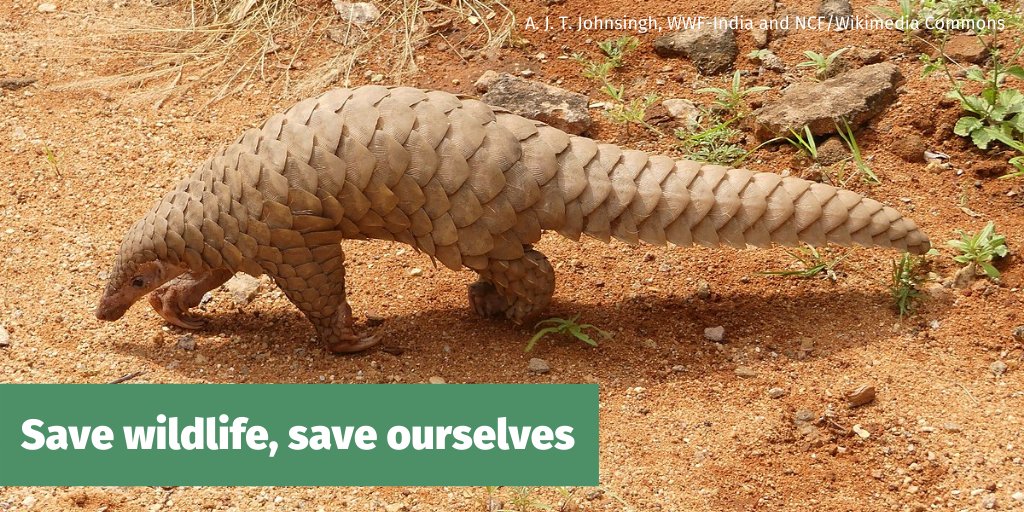 NWF's tweet photo. As our leaders respond to the #publichealth &amp; economic consequences of #COVID19, they should also address its root causes. Recovering #wildlife &amp; protecting habitat will help prevent future pandemics. 

Read @NWF @Collin_OMara in @TheHill: https://t.co/uVHsUkCF6K https://t.co/kxy7FcTIzX