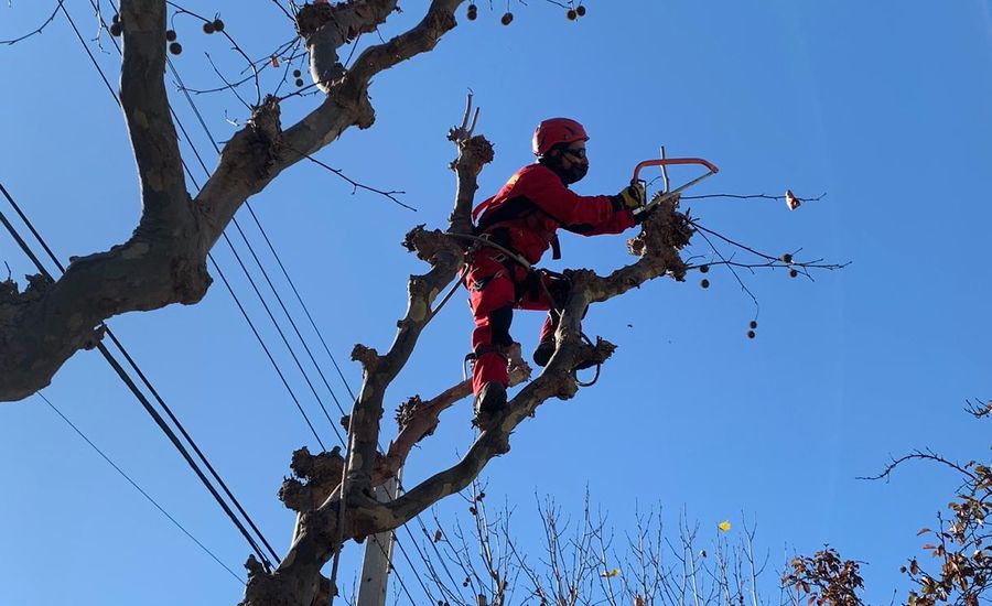 9.200 árboles serán podados en Viña del Mar para reducir material particulado y riesgo de alergias. Detalles en sitiodelsuceso.cl/9-200-arboles-…