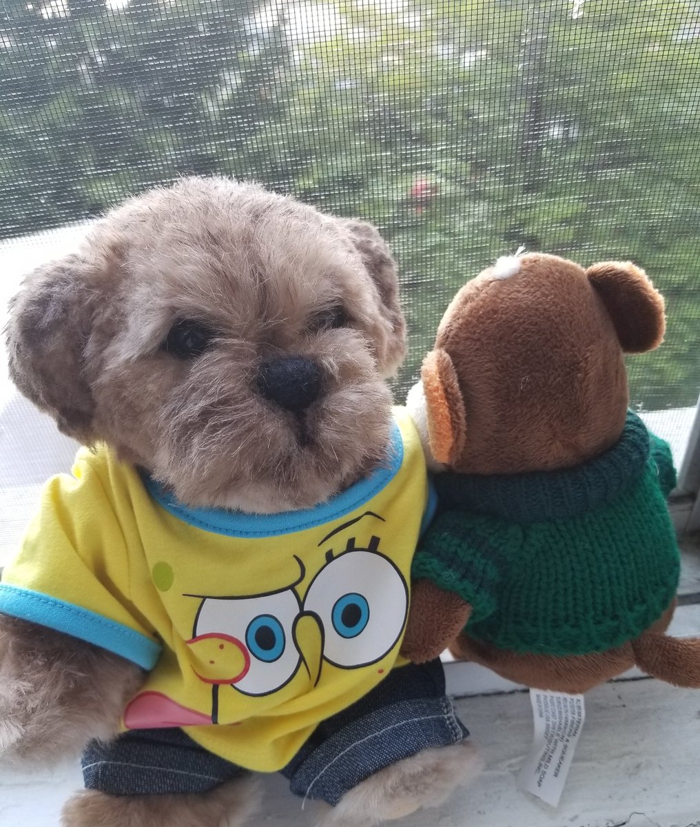 RustyFurr's tweet photo. Hi everyone! Butterbean and I are sitting in the windowsill looking out at the trees! Soon it will be bed time, so we wish you goodnight and send all our love! #ToddysHug #ButterbeanHug https://t.co/421zKpLPM8
