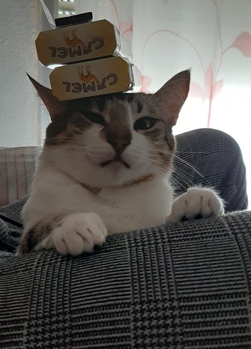 Te quiero gato tabaco. https://t.co/sa8dNe5FbR