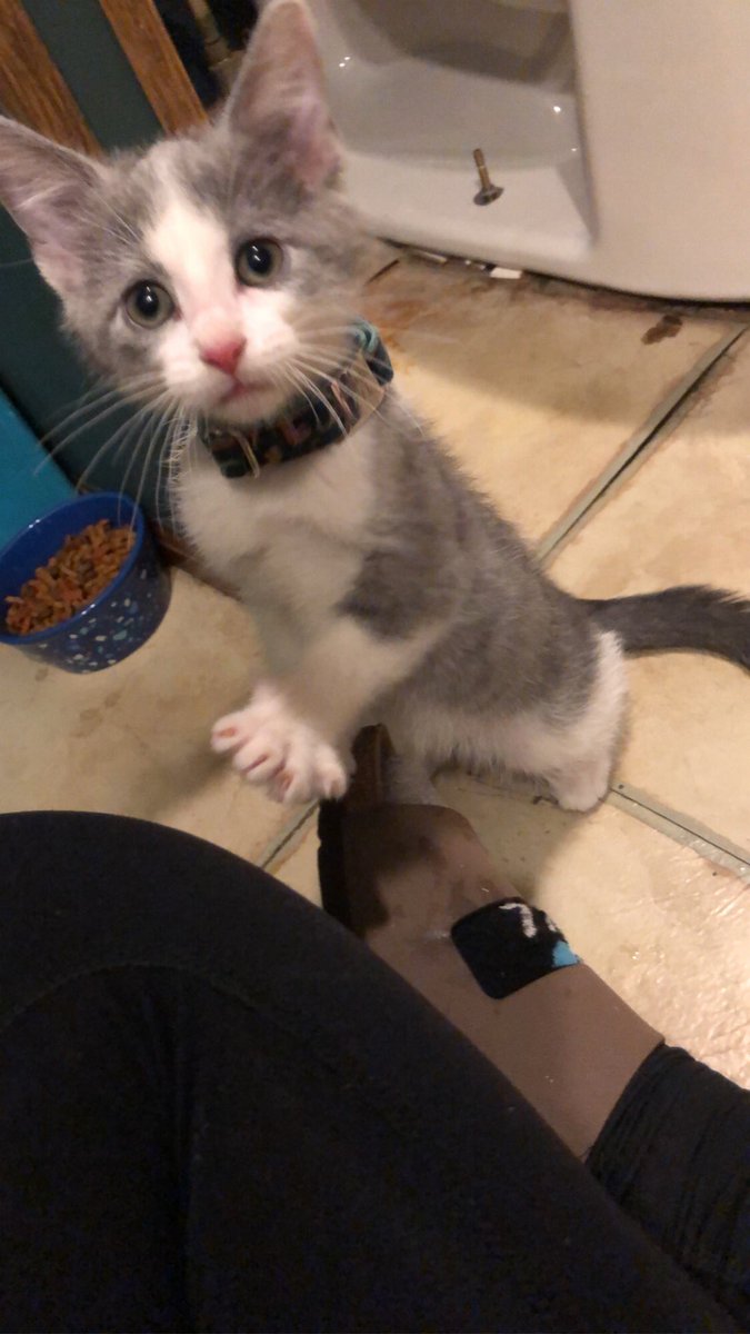 MrsBiggs's tweet photo. I gots me a kitten https://t.co/SXtiEMglMi