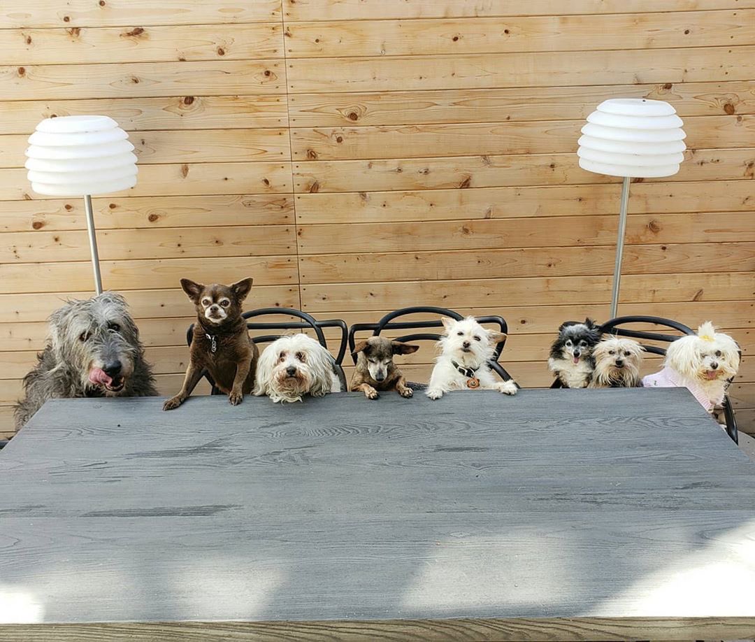 whimsygoat tweet media