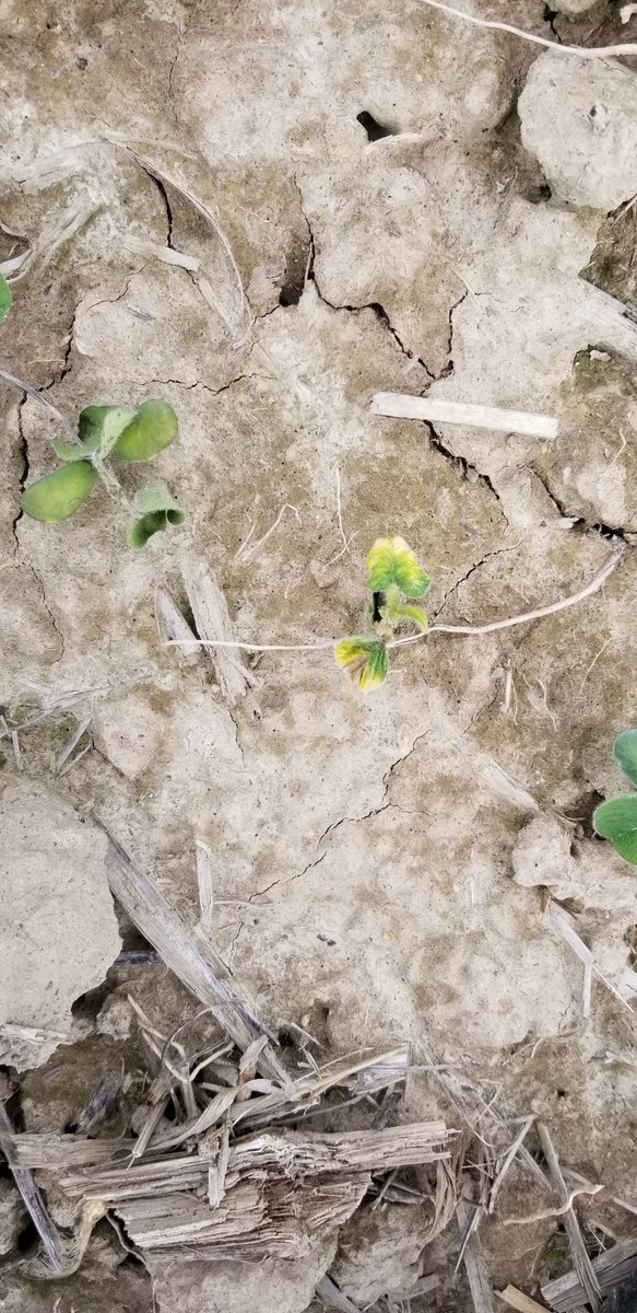 Be sure to consider rotational interval interval to soybeans from last years corn herbicide program that was applied late. Rotation to soybean for most bleachers is 8-10 mo