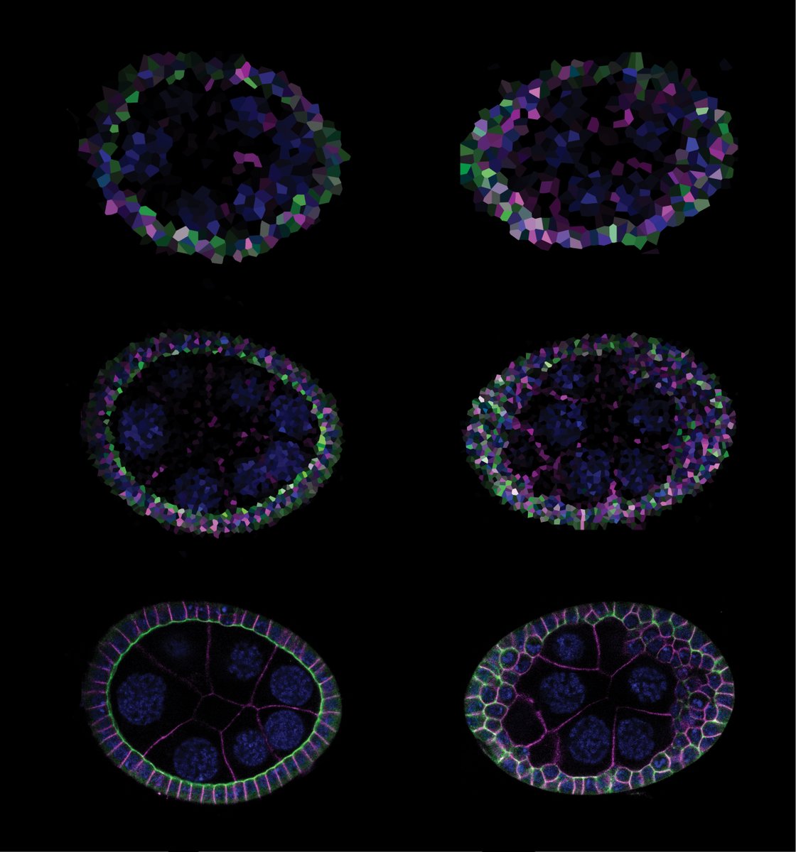 khourmark's tweet photo. Super excited to share the published version of our paper, online now @PNASNews! Grateful to the reviewers for all their helpful comments and of course, @bilderlab for the infinite support and guidance.
https://t.co/tioyK6xjeO https://t.co/VmIsxDP1Vj