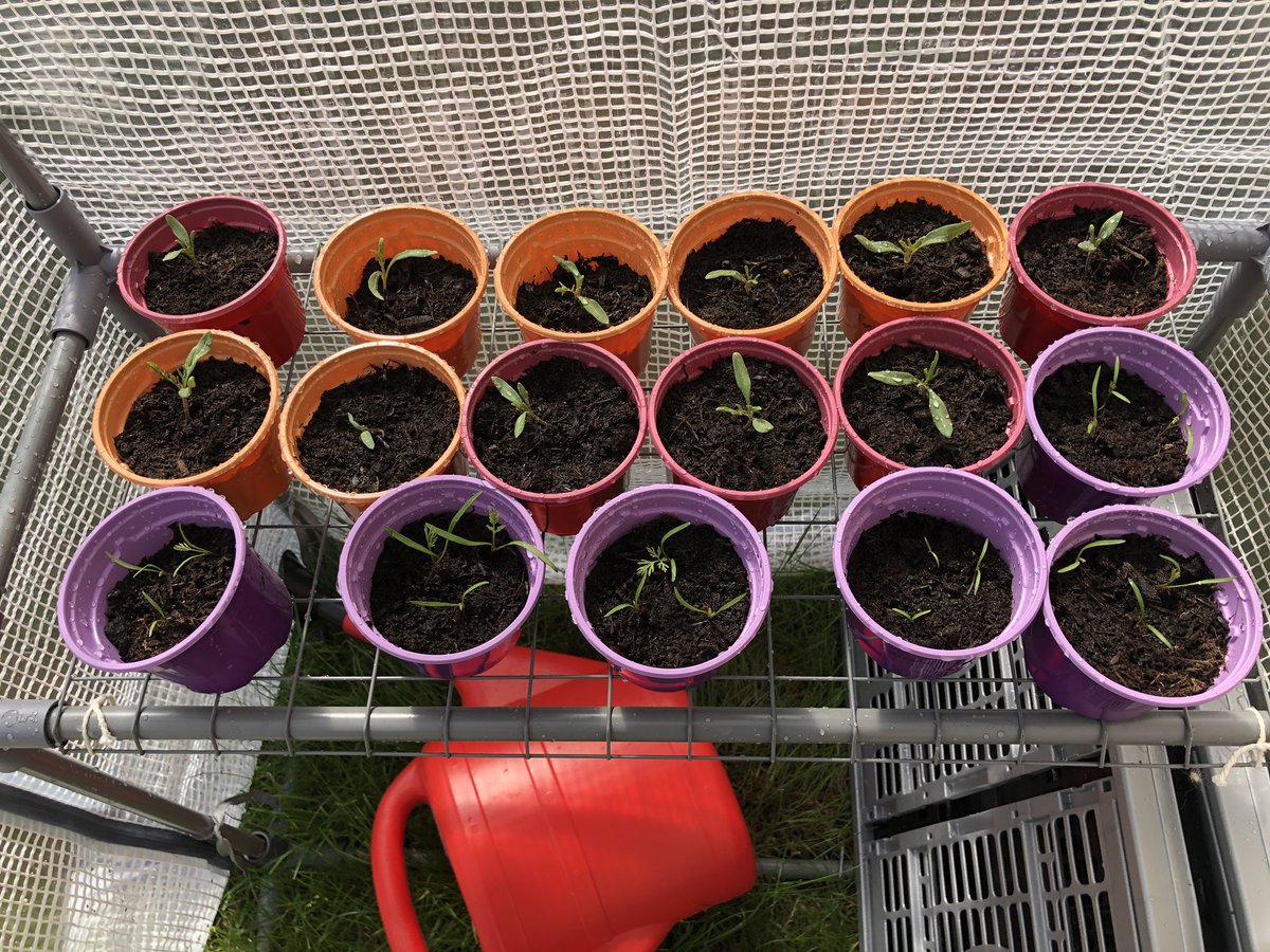 BbgWrites's tweet photo. I spent a couple of hours re-potting my plants the other day. I’m amazed at how they’ve grown, and I have eleven tomato plants. ELEVEN. Anyone want any tomatoes? @BBGAcademy #growing #greenfingers #success #wevegotthis https://t.co/3zxOIFm72L