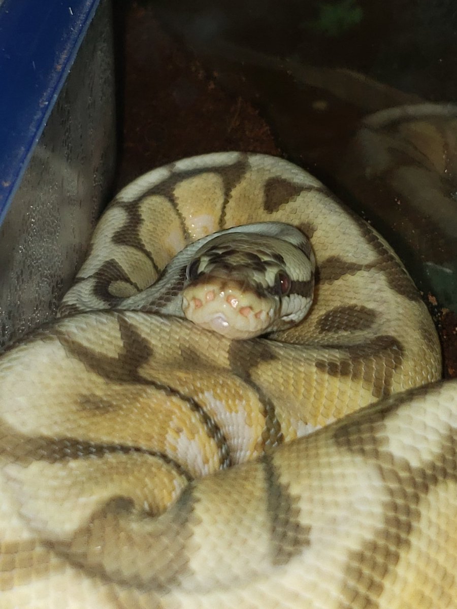 SnakeHour's tweet photo. https://t.co/56aQxu8urJ