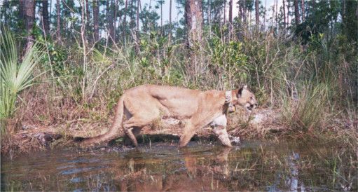 NEON_sci's tweet photo. Today #NEON celebrates #endangeredspeciesday, which recognizes the national #conservation efforts to protect #endangeredspecies and their #habitats. Many of these species cross into our field sites with one of the rarest being the #FloridaPanther in #Florida! Photo by @USFWS https://t.co/fzfIAnoxZX