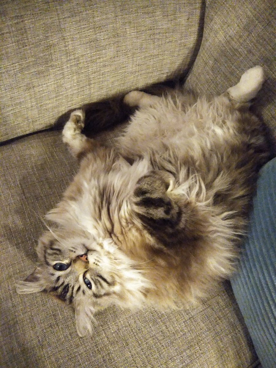 CatWome96887351's tweet photo. HI ITS RUPERT ROBIN  JUST WANTED TO  SHOW YOU MY VERY OWN JELLY BELLY ON FRIDAY XXX https://t.co/2MKfFozim5