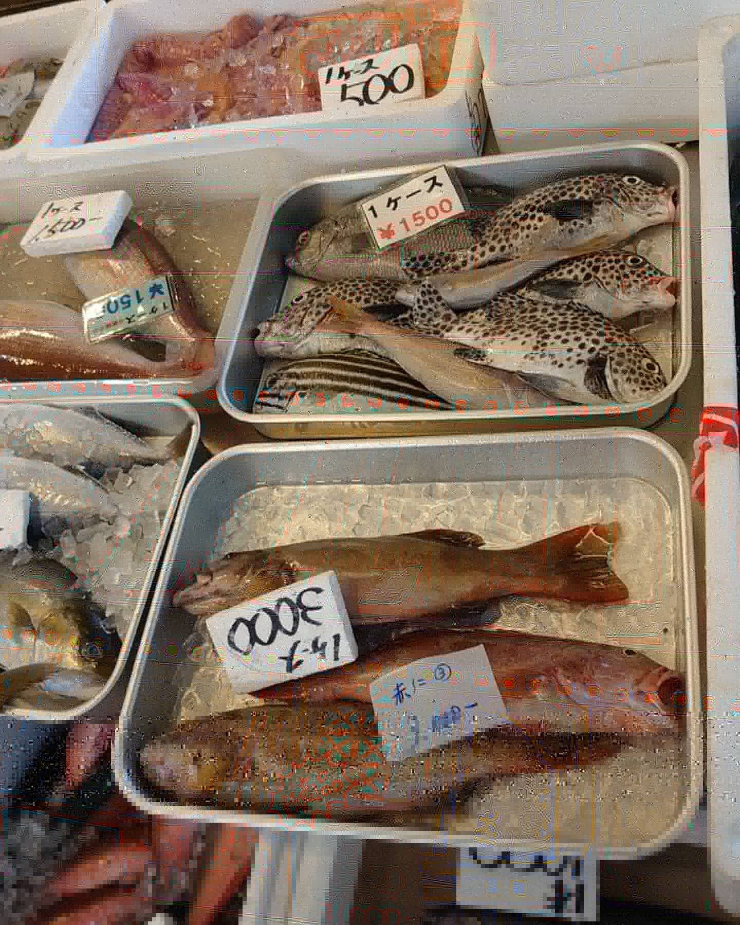 お魚戦隊のカーズにぃにぃ はいさーい ゝw 今が旬の沖縄県産 生鮮本マグロはいかがですか S D それでは皆さん 良い週末を ゝw お魚戦隊キャラクター フカ王 フカとは沖縄方言でサメの意味
