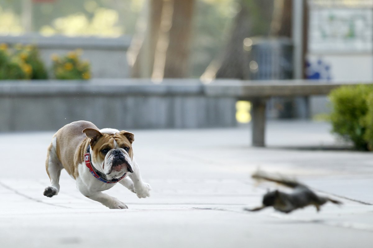 VictorEBulldog's tweet photo. Graduates, I hope you keep chasing your dreams just like I chased this @Fresno_State squirrel!🐿️🎓 #FresnoStateGrad https://t.co/3Hiq2Me3kL